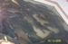 100_1956.JPG